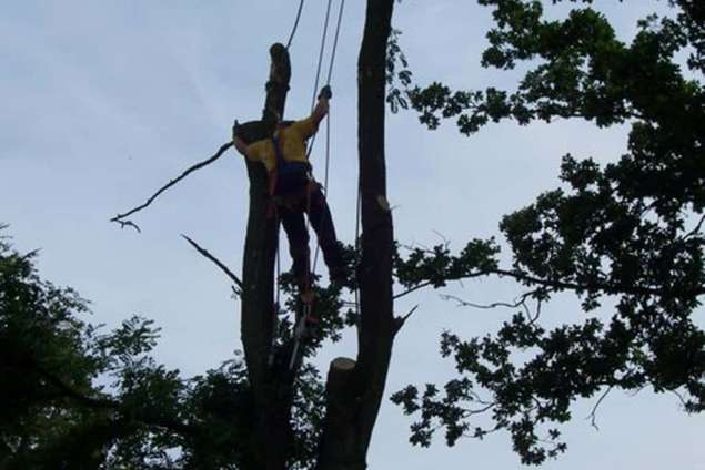 rooien van een eikenboom in Venlo